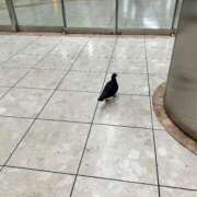 ヒメ日記 2025/08/03 16:22 投稿 べる ぷるるん小町日本橋店