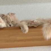 ヒメ日記 2025/02/10 14:45 投稿 みやび 佐久上田人妻隊