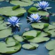 ヒメ日記 2025/08/16 18:37 投稿 みやび 佐久上田人妻隊