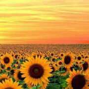 ヒメ日記 2025/08/21 17:42 投稿 みやび 佐久上田人妻隊