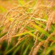 ヒメ日記 2025/09/19 16:53 投稿 みやび 佐久上田人妻隊