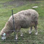 みやび [お題]from:納豆キムチさん 佐久上田人妻隊