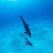 ヒメ日記 2026/03/13 11:09 投稿 みやび 佐久上田人妻隊