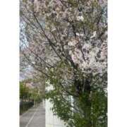 ヒメ日記 2026/04/15 09:37 投稿 みやび 佐久上田人妻隊