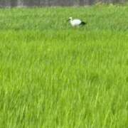 ヒメ日記 2026/07/24 15:59 投稿 みやび 佐久上田人妻隊