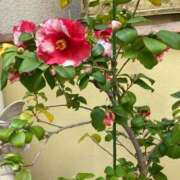 ヒメ日記 2025/01/16 08:27 投稿 【熟女】やよい 人妻華道－上田店