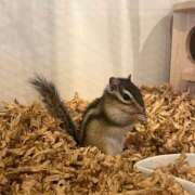 ヒメ日記 2025/01/09 07:37 投稿 はるね ハイ・チュッ