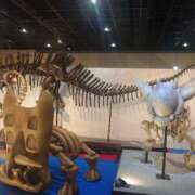 ヒメ日記 2025/03/22 12:24 投稿 あさひ チューリップ福井本館