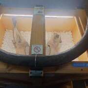 ヒメ日記 2025/03/26 00:04 投稿 あさひ チューリップ福井本館