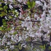 ヒメ日記 2025/04/19 18:16 投稿 あさひ チューリップ福井本館