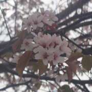 ヒメ日記 2025/05/09 21:14 投稿 あさひ チューリップ福井本館