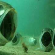 ヒメ日記 2025/04/15 23:54 投稿 あさひ チューリップ福井別館