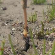 ヒメ日記 2025/05/27 09:35 投稿 あさひ チューリップ福井別館