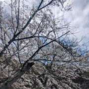 ヒメ日記 2025/04/03 23:04 投稿 桜葉りほ 五十路マダム愛されたい熟女たち 福山店(カサブランカグループ)