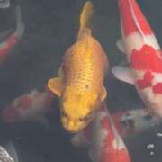 ヒメ日記 2025/11/30 09:46 投稿 桜葉りほ 五十路マダム愛されたい熟女たち 福山店(カサブランカグループ)