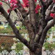 ヒメ日記 2025/04/15 15:53 投稿 みり 即アポマダム～名古屋店～