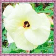 ヒメ日記 2025/06/16 14:12 投稿 葉月りん おもてなし妻