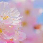 ヒメ日記 2025/04/02 06:55 投稿 みさき 11チャンネル