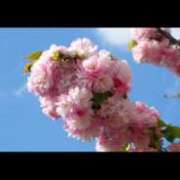 ヒメ日記 2025/04/19 18:06 投稿 みさき 11チャンネル