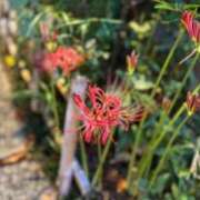 ヒメ日記 2025/09/24 15:41 投稿 みさき 11チャンネル