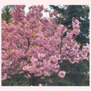 ヒメ日記 2025/05/14 22:22 投稿 岩城　りゆ ソープランド蜜 人妻・美熟女専門店