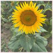 ヒメ日記 2025/07/31 12:04 投稿 岩城　りゆ ソープランド蜜 人妻・美熟女専門店