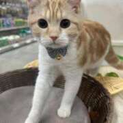 ヒメ日記 2025/02/17 14:33 投稿 立花りょうこ 熟女パラダイス岐阜店（カサブランカグループ）