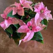 ヒメ日記 2025/11/28 09:41 投稿 立花りょうこ 熟女パラダイス岐阜店（カサブランカグループ）