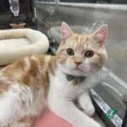 立花りょうこ こんにちは? 熟女パラダイス岐阜店（カサブランカグループ）