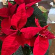 ヒメ日記 2025/12/24 09:53 投稿 立花りょうこ 熟女パラダイス岐阜店（カサブランカグループ）