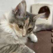 ヒメ日記 2026/04/20 13:56 投稿 立花りょうこ 熟女パラダイス岐阜店（カサブランカグループ）