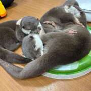 ヒメ日記 2025/02/11 22:03 投稿 れんげ MAHARAJA(マハラジャ)千葉