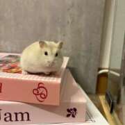 ヒメ日記 2025/02/23 06:37 投稿 れんげ MAHARAJA(マハラジャ)千葉