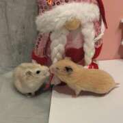 ヒメ日記 2025/03/02 08:52 投稿 れんげ MAHARAJA(マハラジャ)千葉