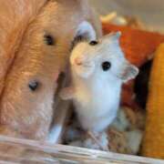 ヒメ日記 2025/03/02 09:42 投稿 れんげ MAHARAJA(マハラジャ)千葉