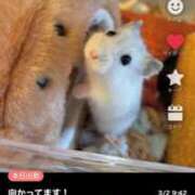 ヒメ日記 2025/03/02 09:59 投稿 れんげ MAHARAJA(マハラジャ)千葉