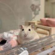 ヒメ日記 2025/03/13 07:15 投稿 れんげ MAHARAJA(マハラジャ)千葉