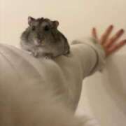 ヒメ日記 2025/03/13 09:30 投稿 れんげ MAHARAJA(マハラジャ)千葉