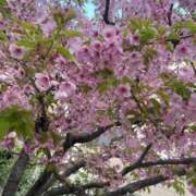 ヒメ日記 2025/03/24 09:08 投稿 みずき 川越おかあさん