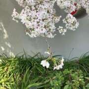 ヒメ日記 2025/03/31 18:08 投稿 みずき 川越おかあさん