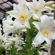 ヒメ日記 2025/05/30 16:28 投稿 みずき 川越おかあさん