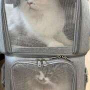 ヒメ日記 2024/12/26 13:46 投稿 東京マリン（ダ） Yシャツと私