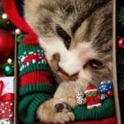 ヒメ日記 2024/12/27 05:50 投稿 東京マリン（ダ） Yシャツと私