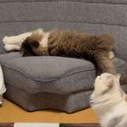 ヒメ日記 2024/12/30 07:50 投稿 東京マリン（ダ） Yシャツと私