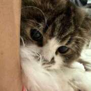 ヒメ日記 2025/01/08 12:09 投稿 東京マリン（ダ） Yシャツと私