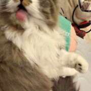 ヒメ日記 2025/01/18 21:21 投稿 東京マリン（ダ） Yシャツと私