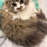 ヒメ日記 2025/01/21 16:04 投稿 東京マリン（ダ） Yシャツと私