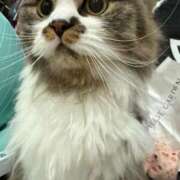 ヒメ日記 2025/02/04 11:35 投稿 東京マリン（ダ） Yシャツと私