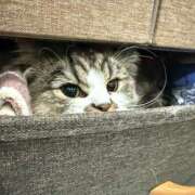 ヒメ日記 2025/02/08 11:42 投稿 東京マリン（ダ） Yシャツと私