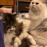 ヒメ日記 2025/02/11 21:31 投稿 東京マリン（ダ） Yシャツと私